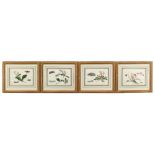 Property of a lady - a set of four 19th century Chinese paintings on pith paper depicting