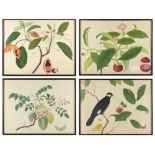 A set of four 19th century Chinese botanical paintings on paper, one including a bird, two with 2-