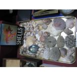 Pava Shell, coral, scallop shells, etc:- One Tray