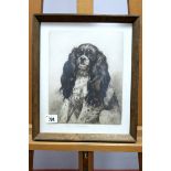 AFTER HERBERT DICKSEE (1862-1942) Study of a King Charles Spaniel, etching, signed in pencil in