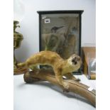 Taxidermy - Woodpecker in Display Case 37.5 x 27.5 cm. Stoat (2)