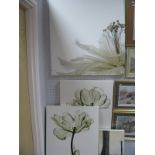 Five Large Modern Prints, woodland, floral scenes.