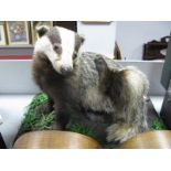 A Taxidermy Badger, on G.Teasdale 1985 base.