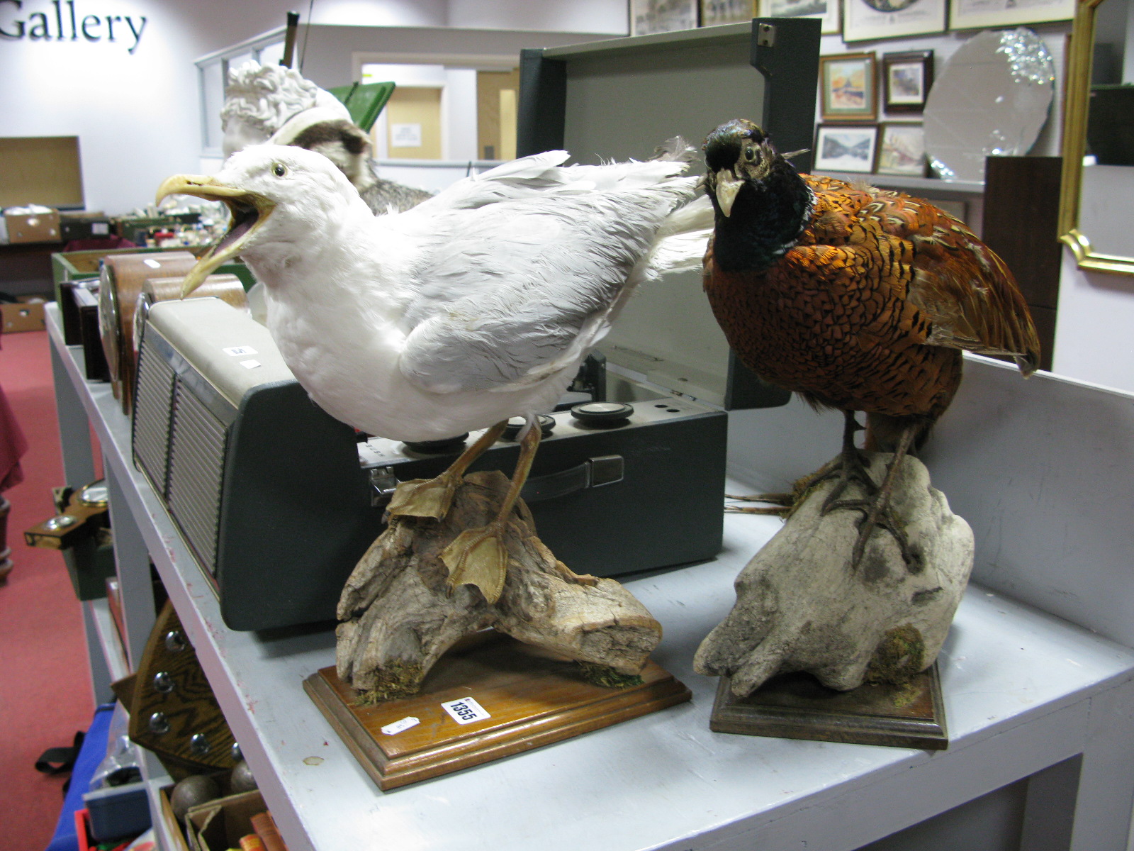 A Taxidermy Pheasant Pearched On Log, on plinth, along with a similar seagull. (2)