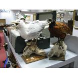 A Taxidermy Pheasant Pearched On Log, on plinth, along with a similar seagull. (2)