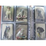 A Postcard Album, containing fifty five novelty postcards, of dogs all with glass eyes and many with