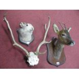 A Taxidermy Model of a Faun's Head, mounted on a shield; together with a rabbit's head and five