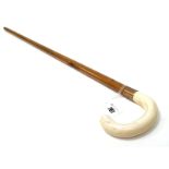 An Early XX Century Walking Stick, with plain ivory handle (cracks) and 9ct gold collar,