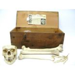 An Early XX Century Adam Rouilly & Co. Half Skeleton, in original wooden box with paper label to