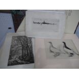 A Folder of Unframed Prints and Etchings - A.F. Lydon 1904 Feathered World, L Harriss, prints of