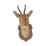 TAXIDERMY: DEER'S HEAD WITH ANTLERS