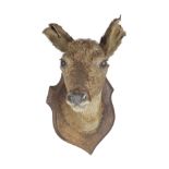 TAXIDERMY: DEER'S HEAD