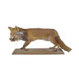 TAXIDERMY: FOX MOUNTED ON A WOODEN BASE