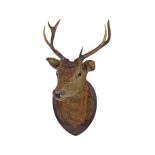 TAXIDERMY: DEER'S HEAD