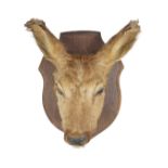 TAXIDERMY: DEER'S HEAD