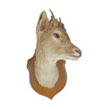 TAXIDERMY: DEER'S HEAD