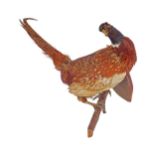 TAXIDERMY: PHEASANT MOUNTED ON A SHIELD