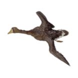 TAXIDERMY: GOOSE IN FLIGHT