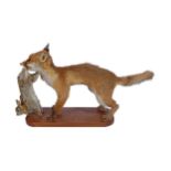 TAXIDERMY: YOUNG FOX WITH RABBIT