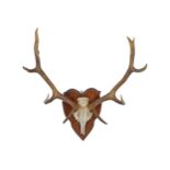 TAXIDERMY: DEER'S SKULL AND ANTLERS ON A PLAQUE