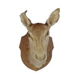 TAXIDERMY: DEER'S HEAD MOUNTED ON A SHIELD