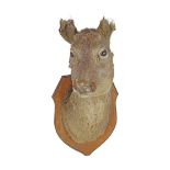 TAXIDERMY: DEER'S HEAD