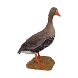 TAXIDERMY: GOOSE