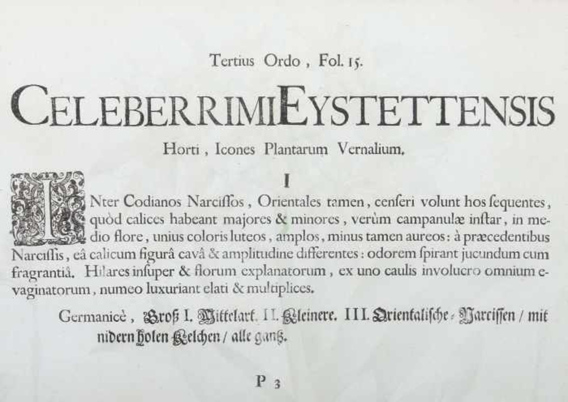Besler, BasiliusNürnberg 1561 - 1629 ebenda, deutscher Verleger. "Lilio Narcillus Hemero", - Bild 3 aus 3