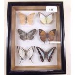 A cased set of six butterflies