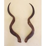 A pair of large Kadu horns 92cm