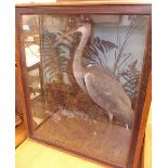 A Victorian taxidermy heron in large glass case