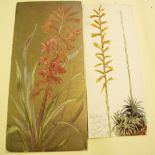 W J Caparne (1855 - 1940) two watercolours of Scarlet and Winter blooming Watsonia and Dyckis,
