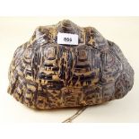 A large whole tortoise shell