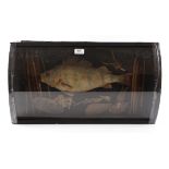 Mounted Perch in convex glass fronted display case