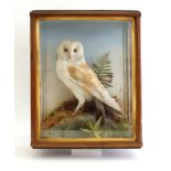 Fine cased Barn Owl, 14 ins x 18 ins