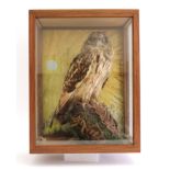 Cased Tawny Owl, 12 ins x 15½ ins
