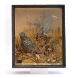 Cased and mounted pair of Starlings, 12 ins x 14 ins