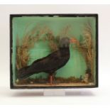 Cased and mounted Chough, 16 ins x 13 ins