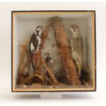 Cased montage of Green, Greater Spotted & Lesser Spotted Woodpeckers, 15 ins x 14½ ins (front