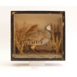 Cased French Partridge, 13½ ins x 12½ ins