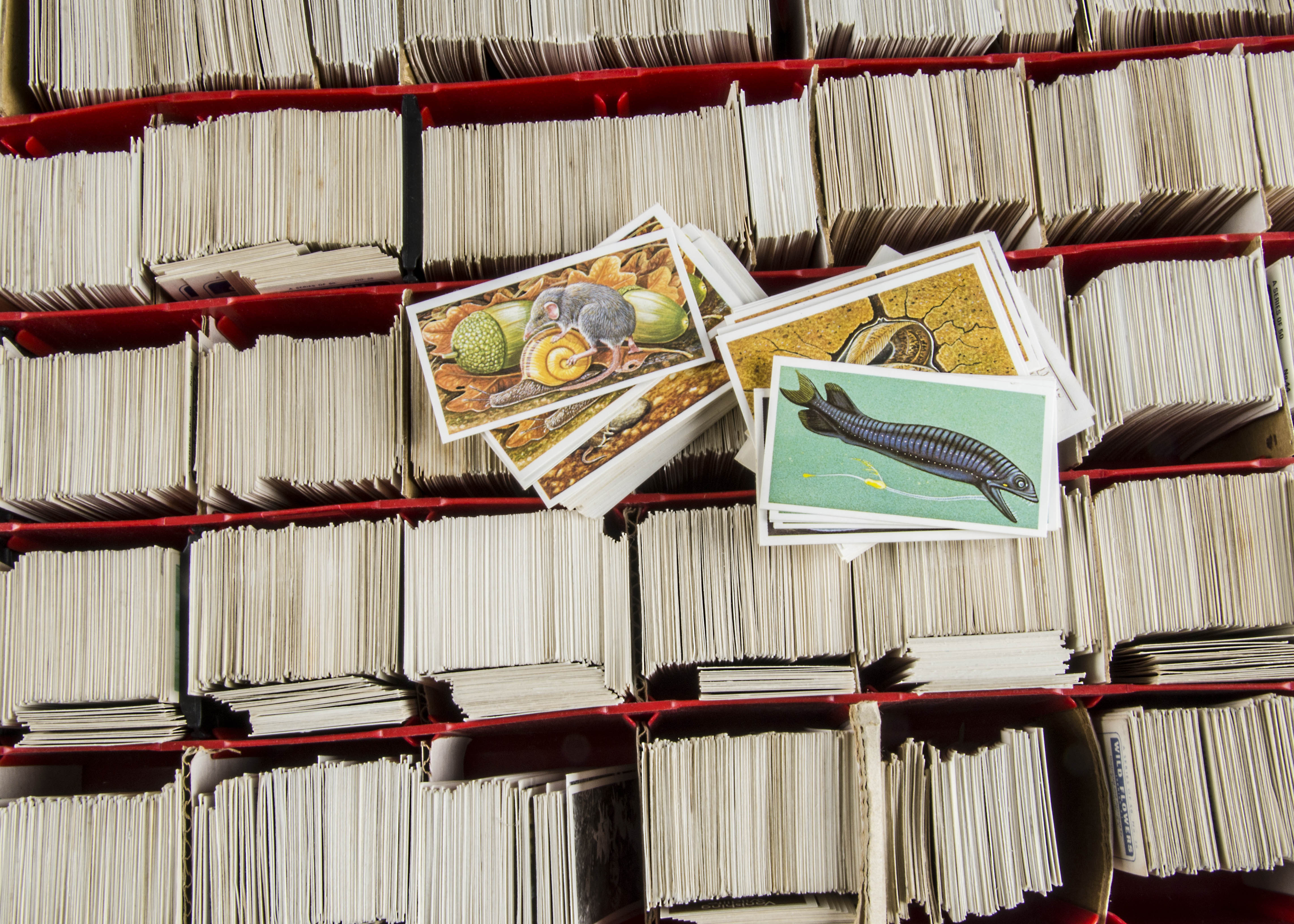 Trade Cards, Brooke Bond, a vast collection of loose cards, various part sets, 1000's of cards, (