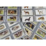 Cigarette Cards, Dogs, a collection of sets to include Players Dogs (scenic background), Dogs (Heads