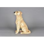 A Beswick model of a Labrador, fireside size, number to base 2314, 34 cm high