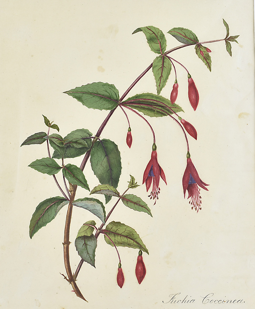 Three 19th Century botanical watercolours, one signed lower right, Shelbourne, another of fuschias