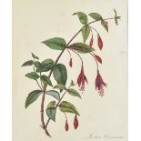 Three 19th Century botanical watercolours, one signed lower right, Shelbourne, another of fuschias