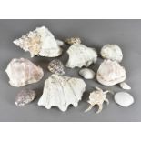 A collection of shells, including clam, conch and others