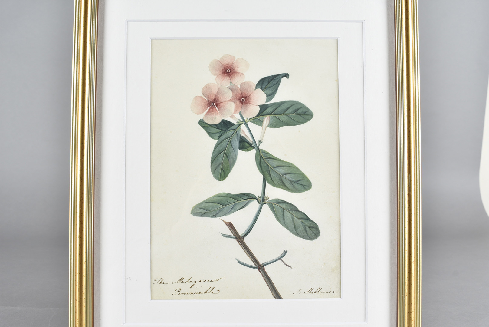 Three 19th Century botanical watercolours, one signed lower right, Shelbourne, another of fuschias - Image 2 of 3