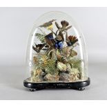 An early 20th Century taxidermy of birds, mainly varieties of Hummingbird, under glass dome, on