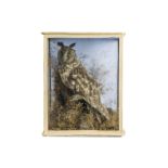 Taxidermy, a well executed vintage Long Eared Owl, in glass case and pine backboard, with grass land