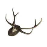 Taxidermy, a large pair of shield mounted Red Deer antlers, ( approx 100cm spread) together with a
